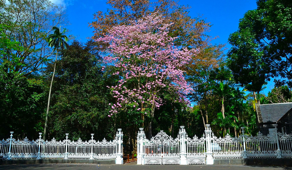 Le Jardin de Pamplemousses, écrin botanique au cœur de l'océan Indien